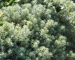 Chenolea diffusa