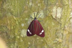 Cyclosia papilionaris