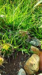 Echinopsis bridgesii