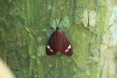 Cyclosia papilionaris