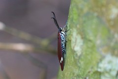 Cyclosia papilionaris