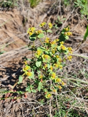 Euphorbia undulata