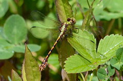 Ophiogomphus rupinsulensis