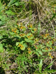 Euphorbia undulata