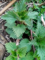 Urtica dioica
