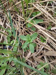 Impatiens glandulifera