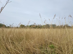 Phalaris arundinacea