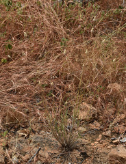 Enneapogon lindleyanus