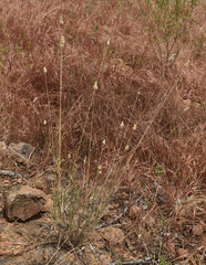 Enneapogon lindleyanus