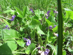 Viola hirta