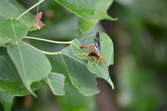 Labeninae