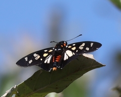 Abantis paradisea