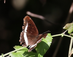 Eurytela hiarbas
