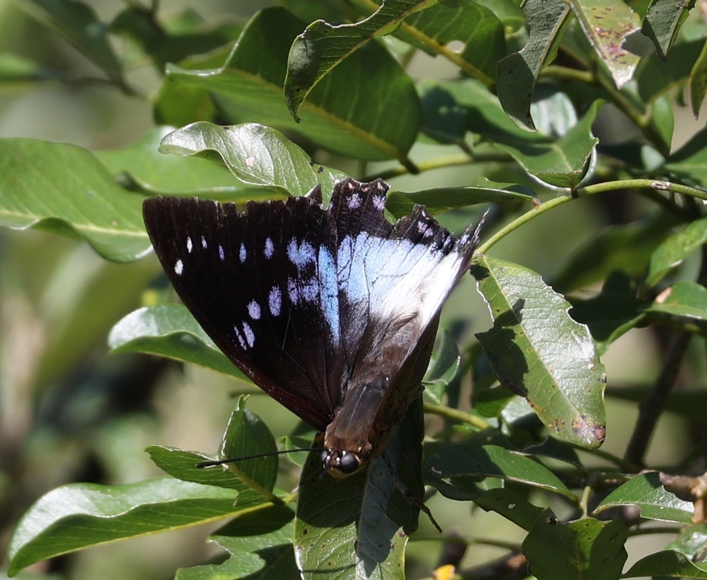 Blue-spotted Charaxes