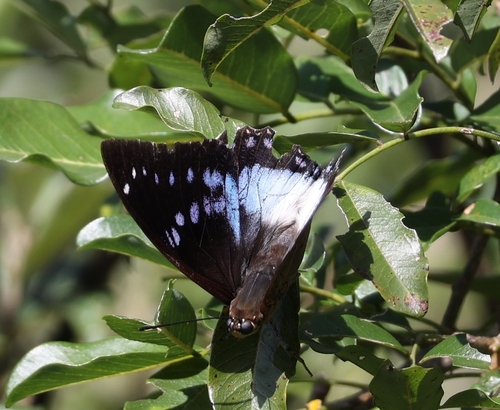 Blue-spotted Charaxes
