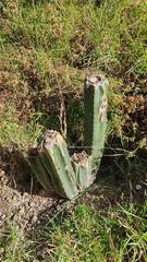 Trichocereus bridgesii