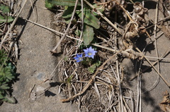 Gentiana squarrosa