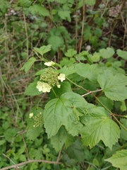 Viburnum opulus