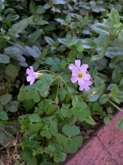 Oxalis tragopoda