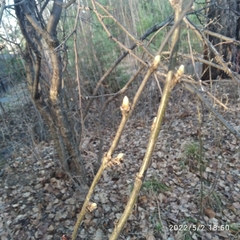 Caragana arborescens