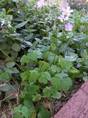 Oxalis tragopoda