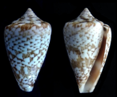 Conus calhetae