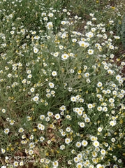 Anthemis