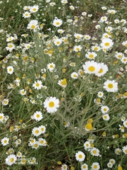 Anthemis