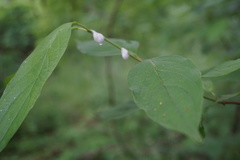 Entomophthorales