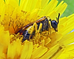 Tenthredo talyshensis