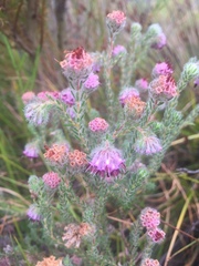 Erica barbigeroides