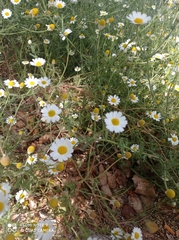 Anthemis