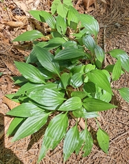 Hosta clausa