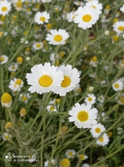 Anthemis