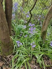 Hyacinthoides