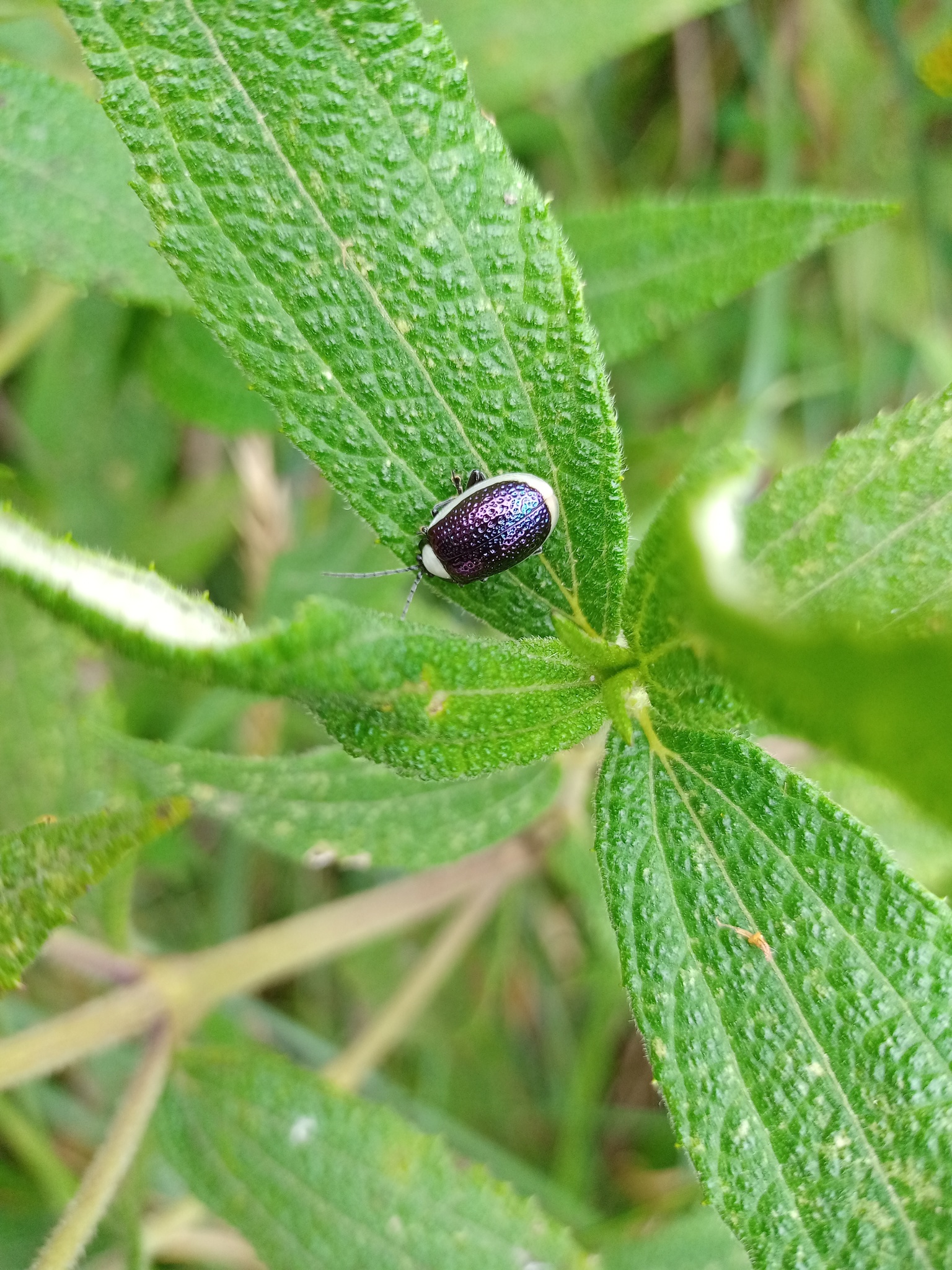 Chrysomelidae image