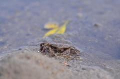 Macrophthalmus