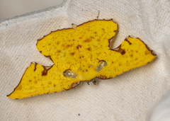 Corymica spatiosa