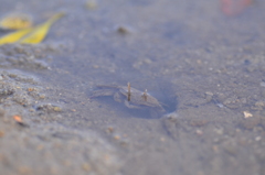 Macrophthalmus