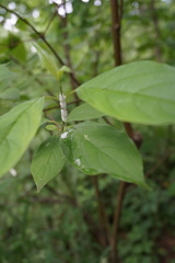Entomophthorales