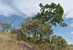 Brachychiton chillagoensis