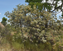 Brachychiton chillagoensis