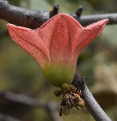 Brachychiton chillagoensis