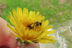 Tenthredo talyshensis