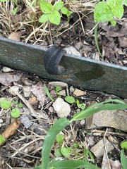 Belocaulus angustipes