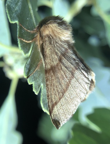 iNaturalist observation photo of Forest Tent Caterpillar Moth