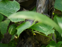Cucumis sativus hardwickii