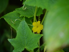 Cucumis sativus hardwickii