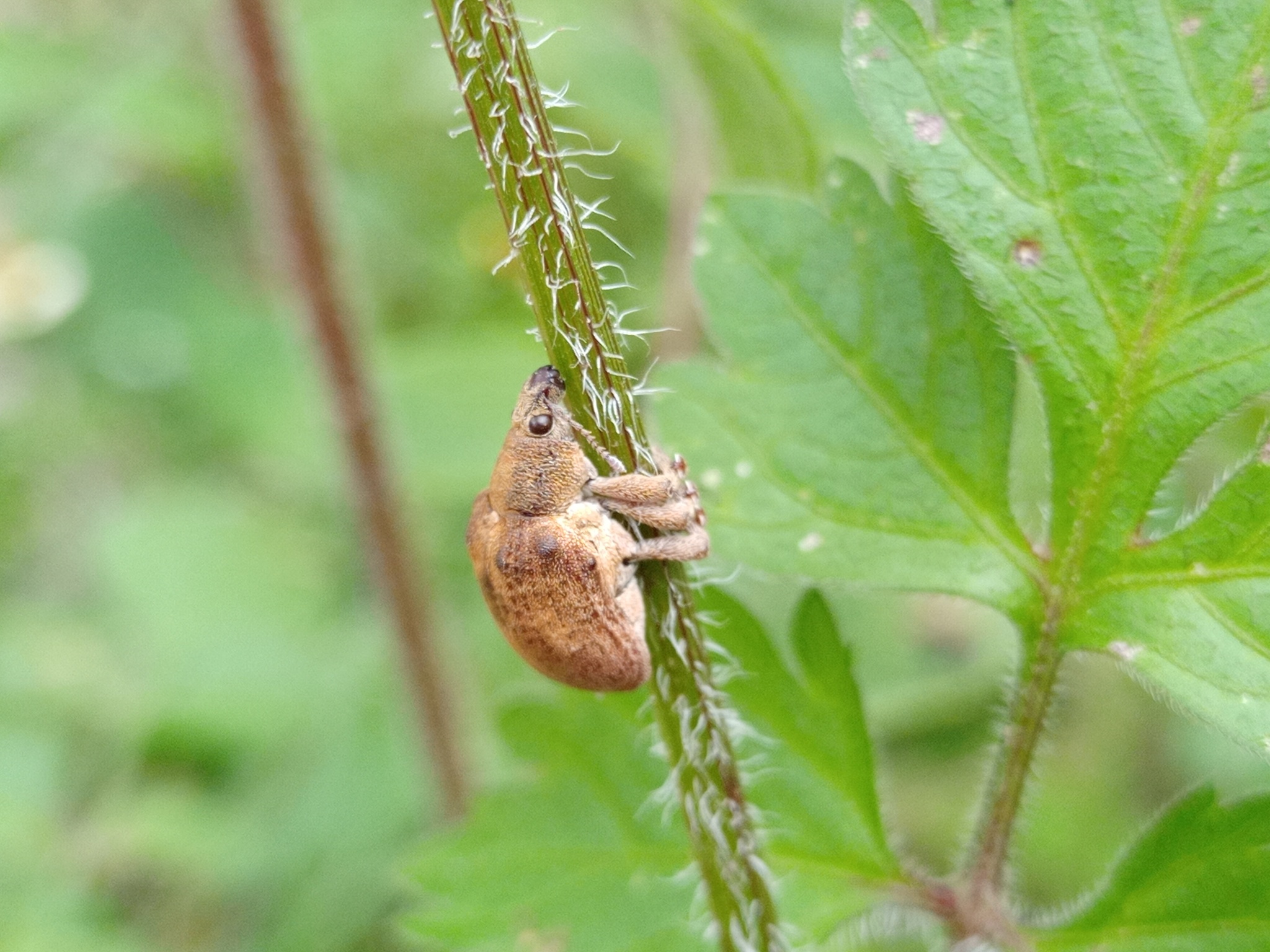 Gonipterus platensis image