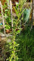 Dunalia brachyacantha